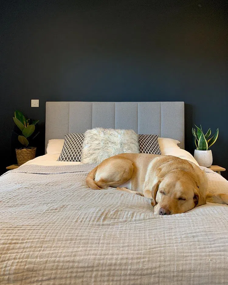 Спальная с черными стенами Farrow and Balls Railings