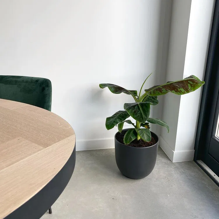 Белый цвет RAL 9016 крупным планом в интерьере