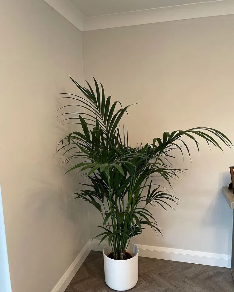 Светлый серый Silver Satin Benjamin Moore в интерьере