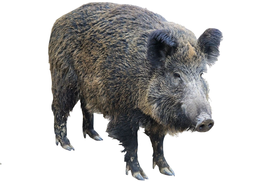 Плитка "кабанчик".<br/>Почему она так называется?