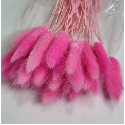 Лагурус крашеный, ярко-розовый. 45-55 см, 30 шт